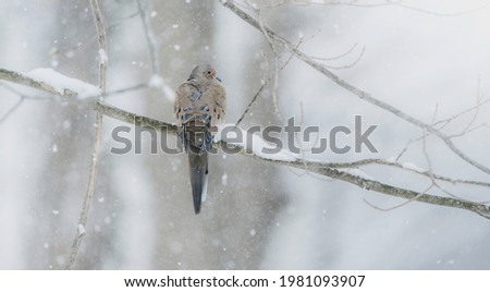 Mourning Dove looking as peaceful as ever as heavy snowfall starts to build up.