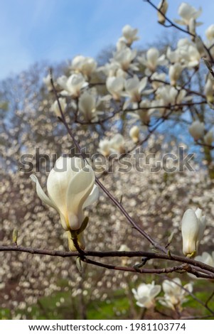 Blossom of magnolia flowers in spring