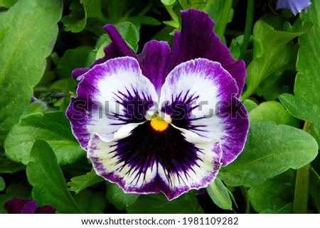 Closeup of single garden pansy blossom with bright purple and white petals and yellow center. The cheerful "pansy face" is surrounded by a background of green pansy leaves.