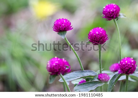 amaranth pictured outdoors in a green background