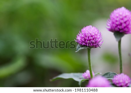 amaranth pictured outdoors in a green background
