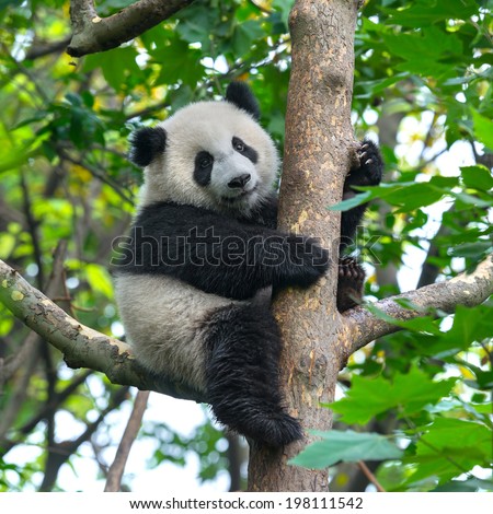 Panda bear in tree Royalty-Free Stock Photo #198111542