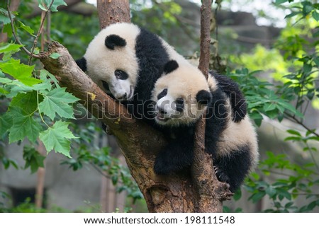 Two playful panda bears in tree