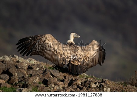 Griffon vulture in the Rhodope Mountains. Vultures warmer on the sun. Bulgarian wildlife. Calm scavenger sit on the rock. 