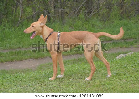 Young Ibizan Hound posing in the grass in profile.  Royalty-Free Stock Photo #1981131089
