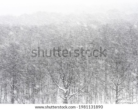 above view of snow blizzard over forest on overcast winter day