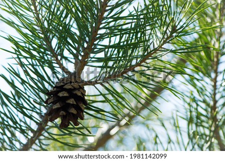 pine cone in a Pine Tree. Pinus. Isolated pine. Pine branch with cones isolated on light natural background. coniferous tree branch in a forest or park, close-up Royalty-Free Stock Photo #1981142099