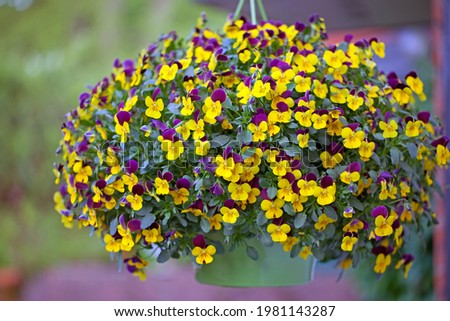 Bush of horned pansy in an hanging basket