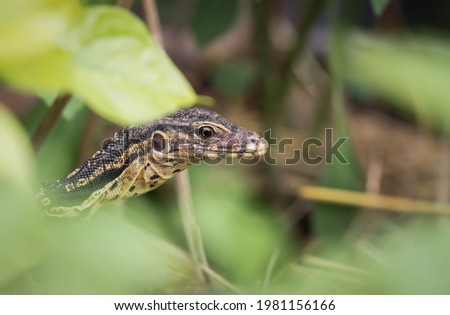 Side view, the head of the Water Monitor (Varanus salvator), a small black with yellow dots staring forward in nature.
