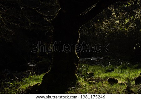 Silhouette of a tree in a wood surrounded by green grass lit by sunlight 
