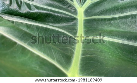Green leaf for background of pictures