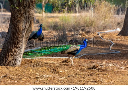 peacock in Jeddah, Saudi arabia