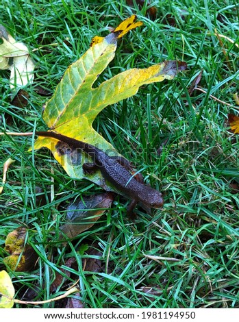 Salamander in grass and leaves