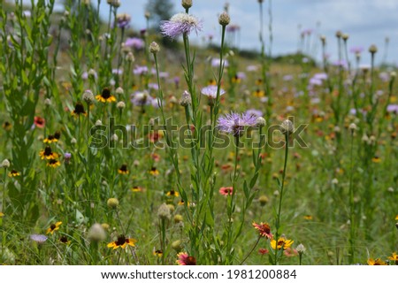 Sensitive Briars with Wildflowers in a Field