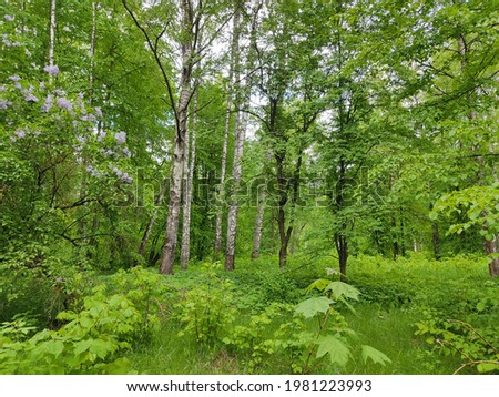 Beautiful landscape in the forests of Belarus. Photo at the forest edge. Young, fresh green leaves of trees and lush, green grass.