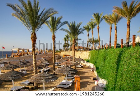 Beach with sun loungers and umbrellas among tall palms near coral reef ashore Red sea, Sharm el Sheikh, Egypt