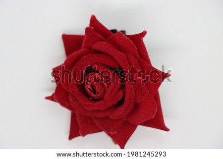 Red Rose High Res Stock Images