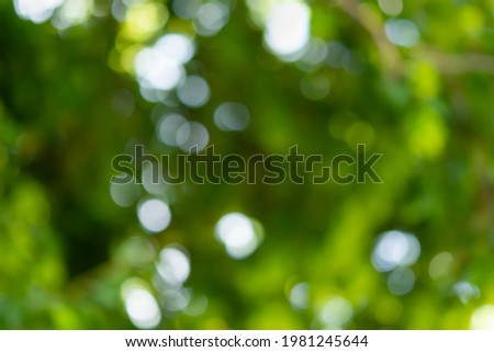 Blurry abstract green tree background. Beautiful bokeh foliage in bright sunlight. Conceptual natural light and shadow design. The concept of summer, freshness, beauty. Eco-friendly soft background
