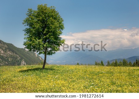 View of green summer mountain valley and meadow covered with yellow flowers, lonely tree are located in the middle of valley, mountains range visible on the horizon, Vason, Trentino, Italy