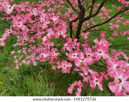 Cornus florida rubra tree with pink flowers.  Royalty-Free Stock Photo #1981279736