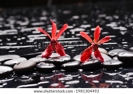 Macro of 
Two red orchid , and zen black stones wet background
