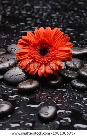 Still life of with 
macro of red flower , and zen black stones wet background
