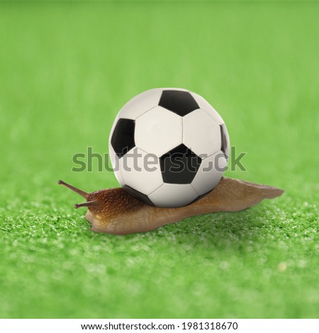 Grapevine snail with soccer ball instead of shell on green field