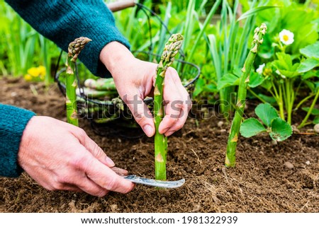 Woman's hand shear green asparagus in the garden. Royalty-Free Stock Photo #1981322939