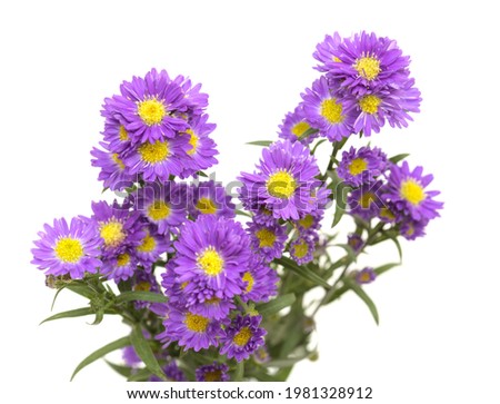 Small purple aster flower inflorescence  isolated on white background
