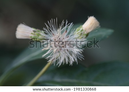 white fluffy flower on green background