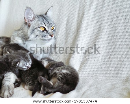 Mother cat feeding her newborn kittens. Cat hugging her babies. Love and care for pets concept