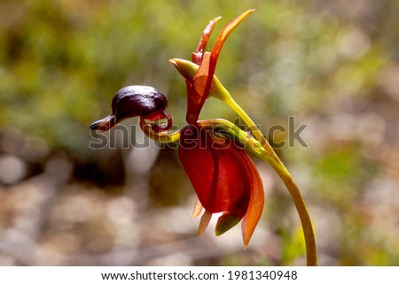 Remarkable orchid flower of Caleana major, the large flying duck orchid, resembling a duck in flight, in natural environment on Tasmania