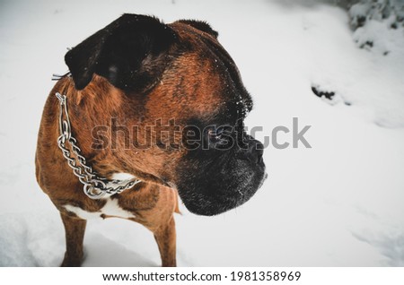 Portrait of a boxer dog in the snow.
