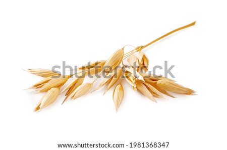 Ears of oats isolated on white background. Oat plant for package design. Royalty-Free Stock Photo #1981368347