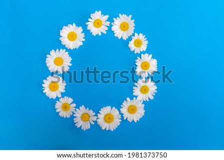 White daisies are arranged in circle. circle of daisies. Spring banner with space for text. Summer background with copyspace. Copy space beautiful white flowers. Frame for congratulations on holiday.