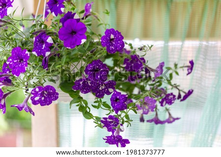 Beautiful purple petunias Night Sky in Hanging pots for cafe or restaurant decoration