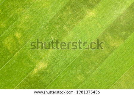 Close up aerial view of surface of green freshly cut grass on football stadium in summer.