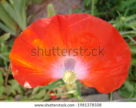 Red Poppy Flowers with a Bee and Wheat Fields on the Background. Common Poppy Papaver rhoeas and flying Large Earth Bumblebee