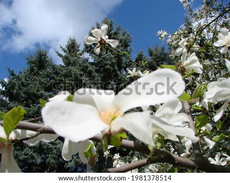 White magnolia flower against the sky close-up.