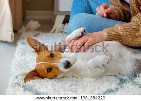 Cropped shot of young woman playing with her jack russell terrier puppy on the floor. Young doggy lying on the back getting a belly rub by its owner. Close up, copy space. Royalty-Free Stock Photo #1981384220