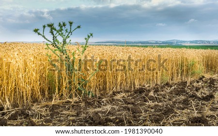 Tares among the wheat - green thorny weed growing between yellow ripe wheat stalks in a field ready for harvest Royalty-Free Stock Photo #1981390040