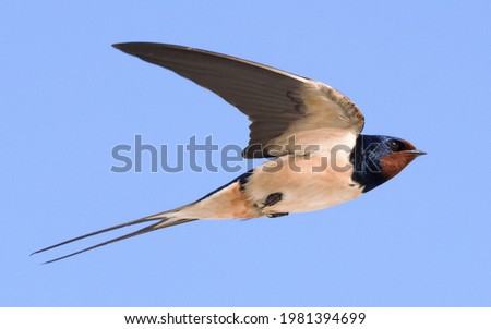 Barn Swallow (hirundo Rustica) in flight flying over blue sky background