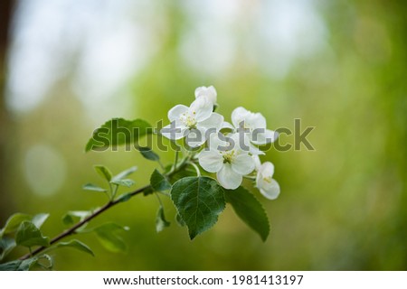 flowering branch of apple tree