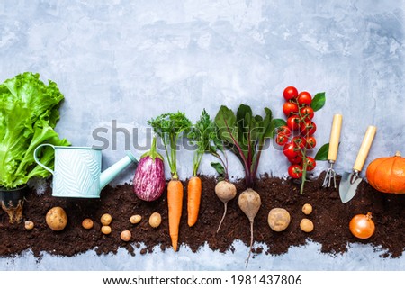 Natural juicy healthy carrot, beet, potato, onion, tomato, greens seedlings are planted on black earth bed. Urban vegetable garden concept. Eco ecological organic vegan food. Autumn harvest. Royalty-Free Stock Photo #1981437806