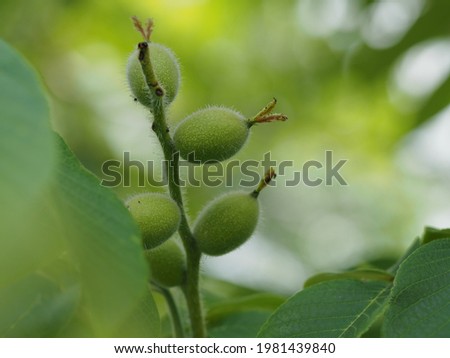 Immature walnut fruit in early summer
