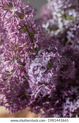 beautiful lilac close-up. background, postcard
