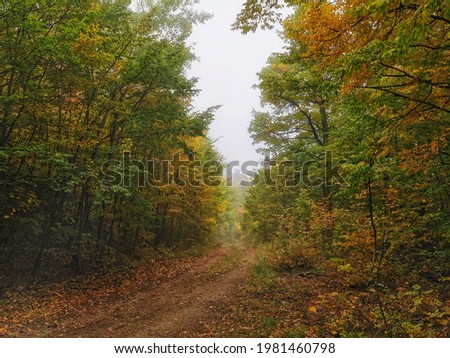 trees in the misty autumn forest