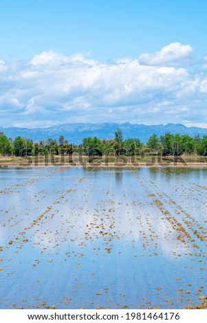 Picture of rice fields in Ebro Delta situated in Tarragona, Spain, with mountains, trees, clouds in the sky and a nice reflection in the water.