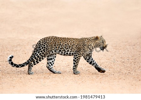 Leopard walking in a dry riverbed