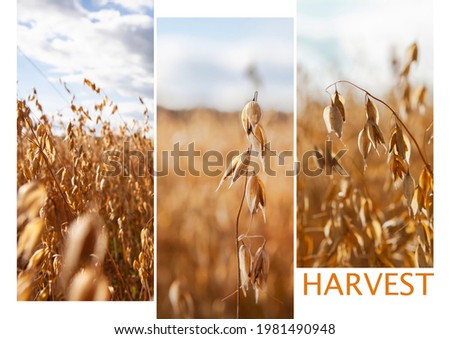 Fields of ripe oats or harvesting cereals. 